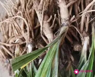 独脚仙茅的作用与功效