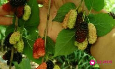 螃蟹食物相克表大全