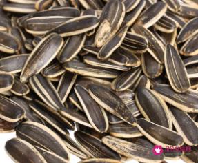 生葵花瓜子的功效与作用及禁忌