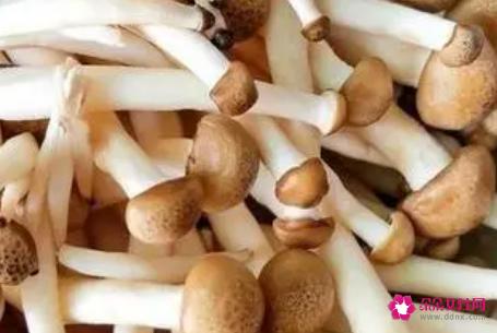 蟹腿菇的营养价值