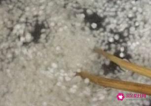 西米的正确煮法步骤