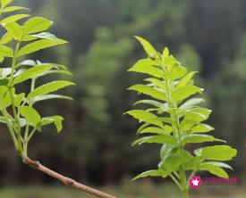 小稀藤茶的功效