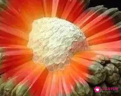 世界上最恐怖的水果