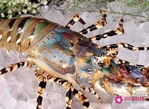 龙虾的种类及图片及名字