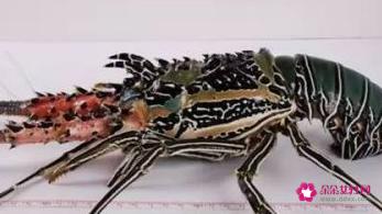 龙虾的种类及图片及名字