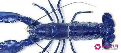 龙虾的种类及图片及名字