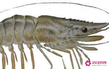 龙虾的种类及图片及名字