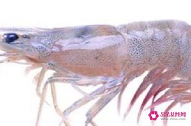 龙虾的种类及图片及名字