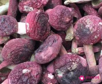 红菌的作用及禁忌