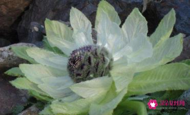 雪莲花茶的功效与作用