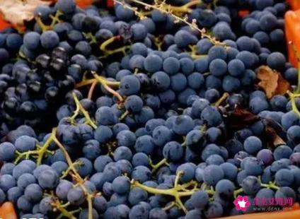 葡萄是酸性还是碱性