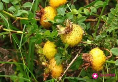 刺梨酒的功效与作用