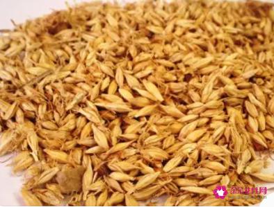 炒麦芽的功效与作用