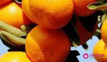 橘子分类名称