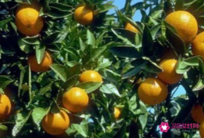 橘子分类名称