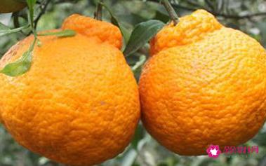 橘子分类名称