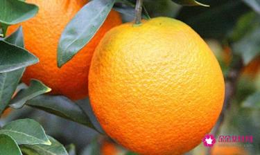 橘子分类名称