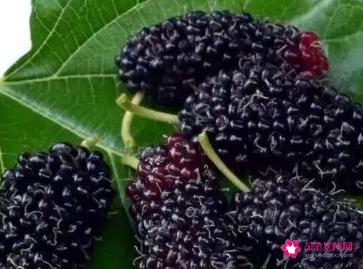 桑葚最佳搭配