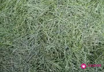 全松茶的功效