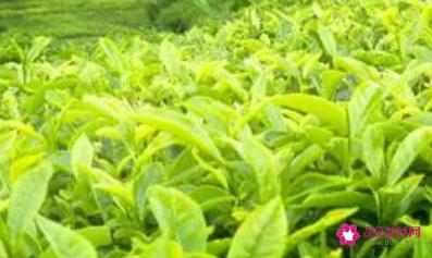蒸青绿茶是什么意思