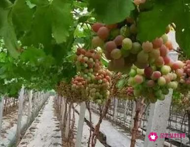 葡萄的管理方法与技术