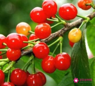 十大水果之王排名