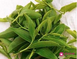 酸枣芽茶的功效与作用