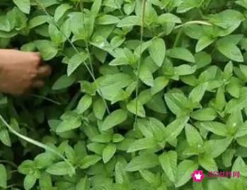 十香菜是什么