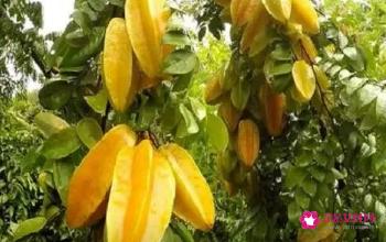 高档水果品种大全