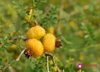 野生刺梨的作用与功效