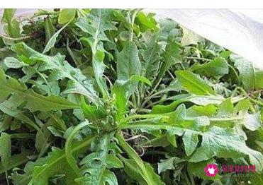 荠菜怎么做最好吃