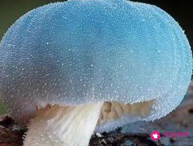 世界上最漂亮的蘑菇