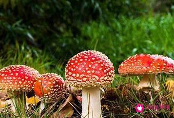 世界上最漂亮的蘑菇