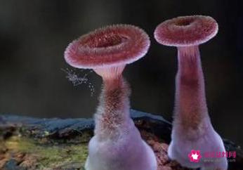 世界上最漂亮的蘑菇