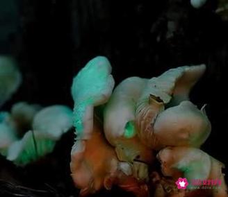 世界上最漂亮的蘑菇