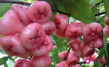 莲雾的正确食用方法