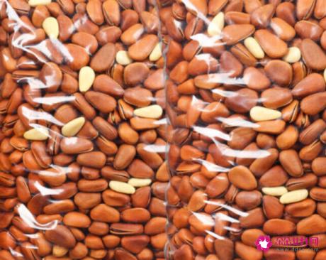 开口松子的功效与作用