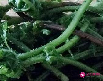 蕨菜怎么做出来好吃