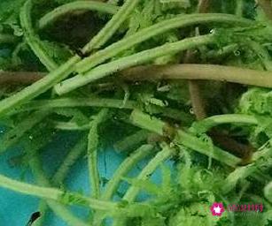 蕨菜怎么做出来好吃