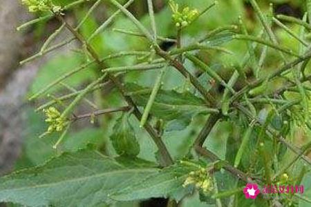 莙达莱的功效与作用