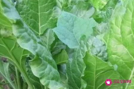 莙达莱的功效与作用