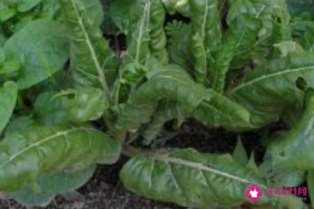 莙达莱的功效与作用