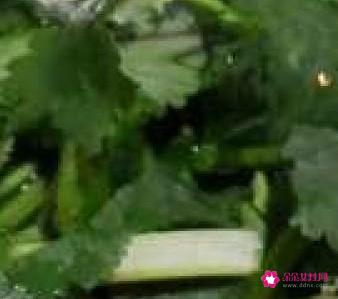 白萝卜汤的做法大全家常