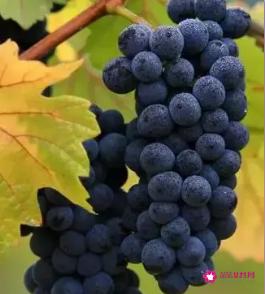 黑葡萄功效与作用及食用方法