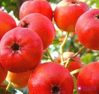 9种常见的美容水果