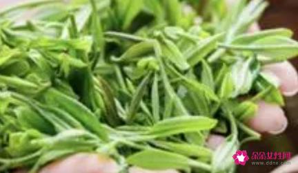 九龙茶是什么茶