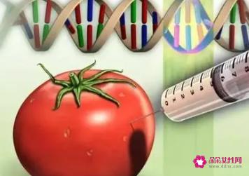 如何正确看待转基因食品