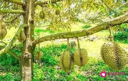 榴莲树长什么样