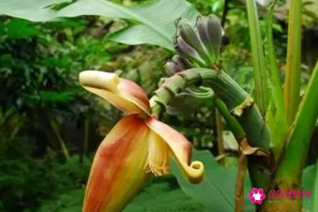 香蕉花有什么作用与功效