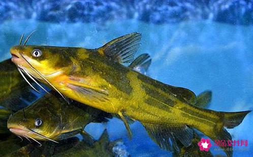 十大淡水鱼有哪些
